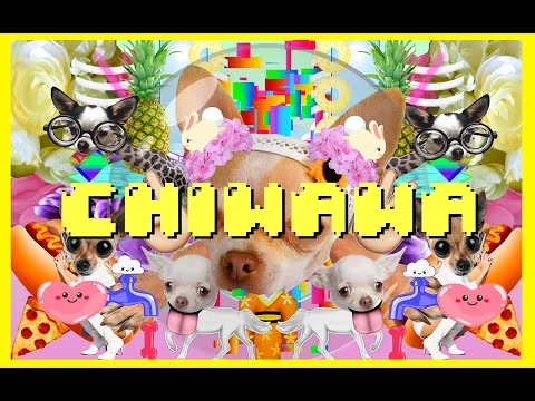 Chiwawa